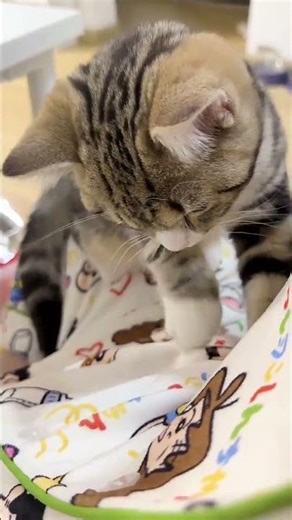 Tech Whiz No. 3's Daily Tech Check-In: Unbox the Future with Meow