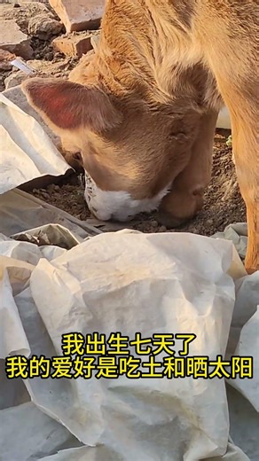 我出生七天了，我的爱好是吃土和晒太阳。I'm one week old! I love munching on soil and soaking up the sun. #farming