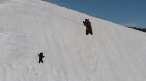 Fallen bear cub climbs back to Mama