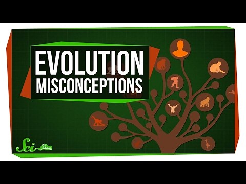 Common Misconceptions About Evolution