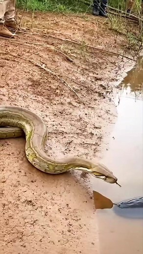 1.1M views · 8.4K reactions | Python vs Electric Eel 勞⚡️ #animals #wildlife | Riteek Kashyap | Facebook