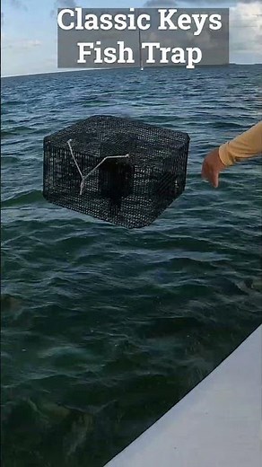 How to trap your own bait for big fish #fishingtips #baitfishing #bigfish