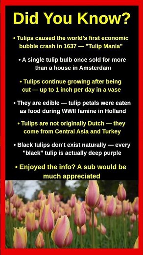Shocking Facts About Tulips That Will Blow Your Mind 🌷😱