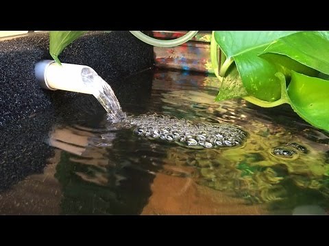 Hamburger Mattenfilter & Axolotl Tank Setup