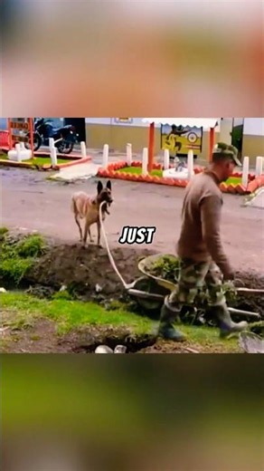Hero Dog's Brilliant Idea Saves Owner from Struggle
