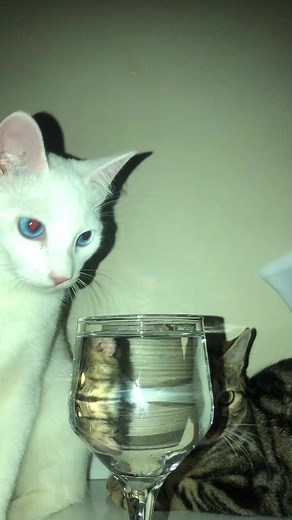 Água Contaminada: Cuidados e Curiosidades sobre Pets