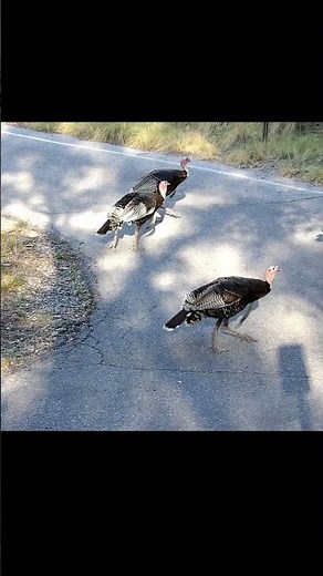 Wild Turkeys 🦃#birds #turkey #thanksgiving