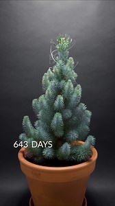 653 days in 54 seconds. Stone Pine #timelapse | Boxlapse