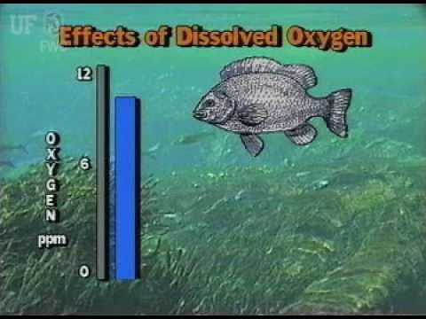 Effects Of Dissolved Oxygen On Fish