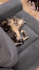 I tried to wake Penny up making her think she was late to work…she didn’t fall for it. She would never have a JOB!!!🤦🏼‍♀️ #pennythecat #penny #talkingcat | Aymie's Family