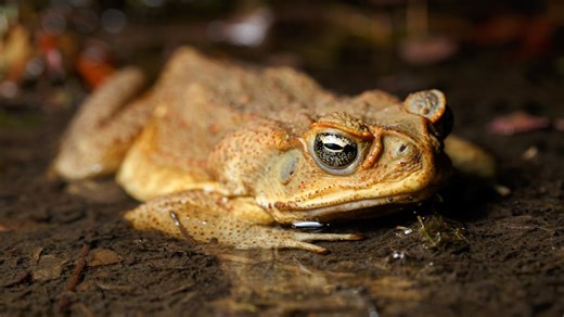 What to do if you find a cane toad in your backyard