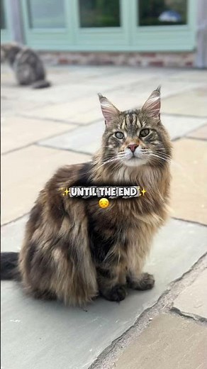 Two Beautiful Big Maine Coon Cats Will Steal Your Heart