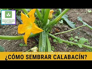 HOW TO PLANT ZUCCHINI