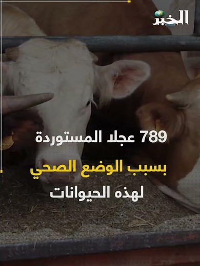 الجزائر ترفض استـلام شحنة عجول فرنسية