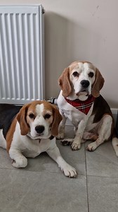 If this video of Beagle Charlie trying to clean the oven doesn't make you laugh....NOTHING WILL | Charlie the beagle and Laura Olivia