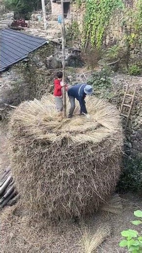 Dry haystack stacking process
