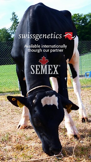 📢 Meet RUFUS RDC – The Red Carrier with a Big Family Behind! Koepon RUFUS-ET (Dropbox x Parfect x Mark) brings a fresh bloodline into the Red-Holstein population with an outstanding cow family in the background: ✔ Dam: a PARFECT daughter VG-86 with VG-88 mammary as a heifer at Koepon ✔ Great-granddam: the famous Lakeside Ups Red Range – crowned Red Impact Cow 2021 🏆 Why choose RUFUS? ✔ High milk yield & strong type profile ✔ Excellent functional traits & easy calving ✔ Red Carrier, BB/A2A2, Ro