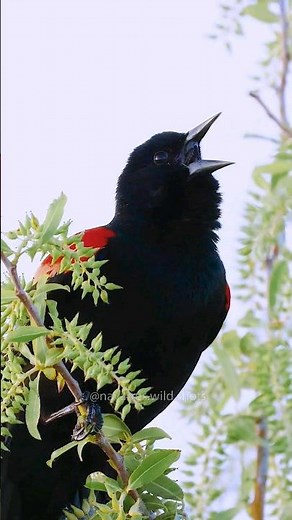 Learn the Red-Winged Blackbird Calls!