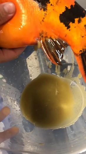 Koi carp breeding process | Anamul Fish Farm