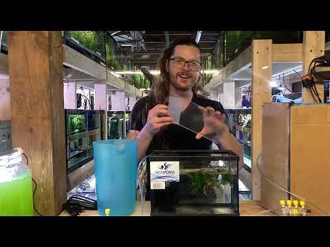 How to Set Up an Aquarium to Breed Killifish