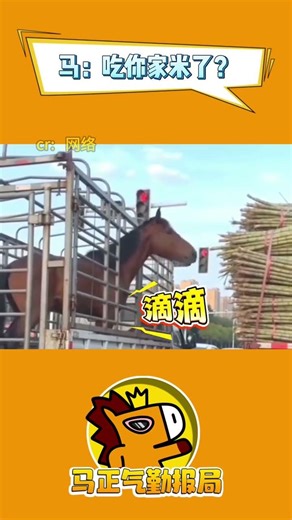 The Horse's Rice Ritual: A Surprising Reversal of Roles