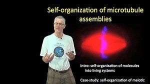 Self-Organization in Biology: Microtubules