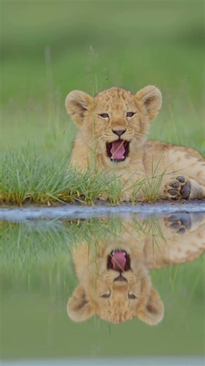 Lion cubs in their natural habitat #wildlife #nature #lion