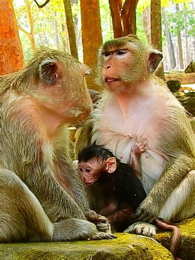 Beautiful Mom & baby Beautiful Animals Relaxing & Stress Relief
