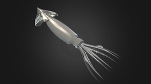 Squid - Download Free 3D model by Chenchanchong