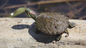 Invasive species of turtles pose 'great threat' to native species of turtles, says wildlife coordinator
