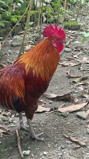 Tail in Progress - Darag Philippine Native Chicken