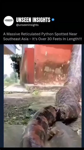 UNSEEN INSIGHTS on Instagram: "A large Reticulated Python was recently spotted swimming through flooded streets in Thailand after heavy rains, with a video of the incident going viral. This snake, known for being the world's longest, is native to Southeast Asia and is known to inhabit forests, swamps, canals, and even urban areas. The flooding caused by the rains likely displaced the snake from its usual habitat, leading to the unusual encounter with humans. Here's a more detailed look: The Inci