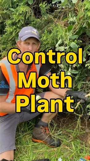 It’s Weedy Wednesday and Dave’s back to show you how to control pesty moth plant! #pestcontrol