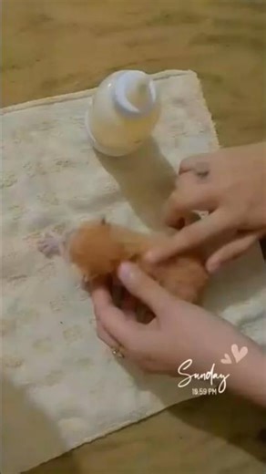 How to Safely Bottle Feed Newborn Kittens🍼😺 #kitten #newborn #shorts #catlover