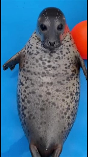 Fischfest der Robbe! Sieh zu, wie diese Robbe einen Fisch und eine Bauchmassage genießt! #fblifestyle #AI Generated using Kling AI . . . (Nur zu Unterhaltungszwecken. Wenden Sie sich an Fachleute, wenn Sie Anleitungen für Aktivitäten erhalten. Es wird keine Markenzugehörigkeit impliziert, falls welche gezeigt werden. Wenn sie von wahren Ereignissen inspiriert sind, können kreative Anpassungen enthalten sein. Der Inhalt kann öffentliches Filmmaterial enthalten.) | Fabiosa Deutschland