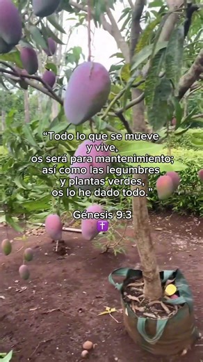 Génesis 9:3 — Dios es nuestro proveedor 😍