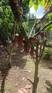 Prevathon 25ml per knapsack 16liters every 15 days pwede | CACAO tutorial ni JM