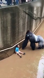 People tunned By Gorilla’s Kindness | Denzel Colt