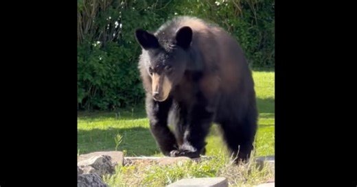 Bear spotted in Uptown Butte
