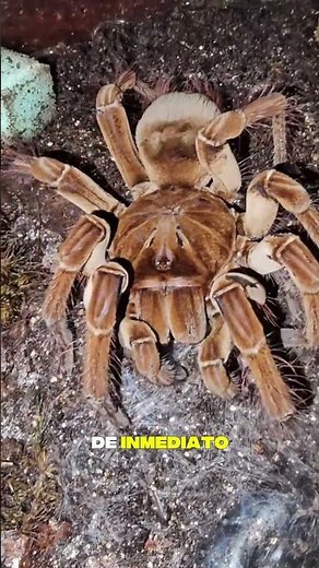 🕷️ The World's Largest Spider Hunting: This Is How It Paralyzes Its Victims 😨