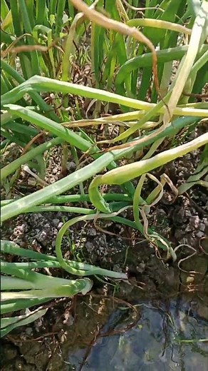 New Onion Cultivation Method 🧅🧅🧅 #onion || Onion Cultivation on Ridges