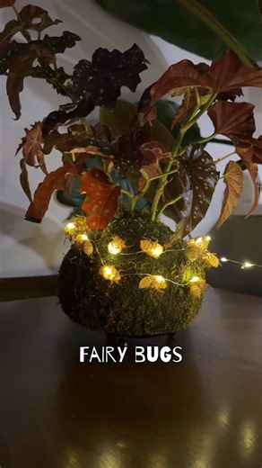 SHAYA on Instagram: "HALLOWEEN DECOR IDEA! Cicada shells are just the shed exoskeletons (made of chitin, the same material as shrimp shells or crab shells). • The insect has already molted and left. there’s no living bug inside. • They’re dry, lightweight, and non-toxic. So touching them won’t hurt you. They’re basically nature’s version of a hollow shell. They're a great material nature has provided to use for crafts and the best part is that you can throw it in your garden it won't end up in t