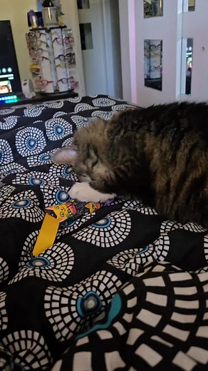 She loves her new toy 😻 | Laura Out Loud