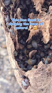 Oh to be a sea snail 🥹 #periwinkle #seasnail #seashellsbytheseashore #shellingflorida #critters #shells | The Seashell Mermaid