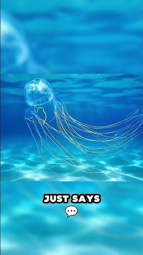 Box Jellyfish: The Ocean’s 2-Minute Heart Stopper 😳