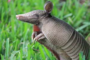 What Do Armadillos Eat? And Other Questions Answered About These Strange Critters