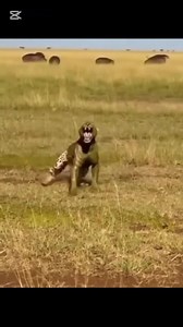 3.7K views · 17 reactions | HIPPO uses his poo to send cheetah away. | Kings place | Facebook