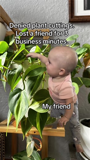 Struggles of a Plant Lover: Cuttings and Friendship