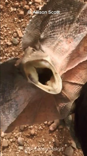 Meet the Lizard That Running on Two Legs! 🤯