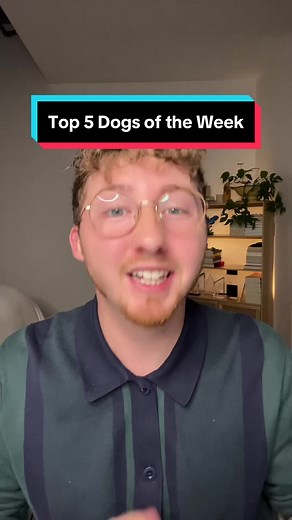 Top 5 Dogs of the Week! - We Rate Dogs Merchandise